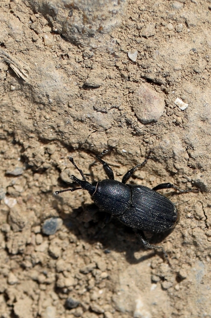Sphenophorus piceus - sziki zsuzsok
