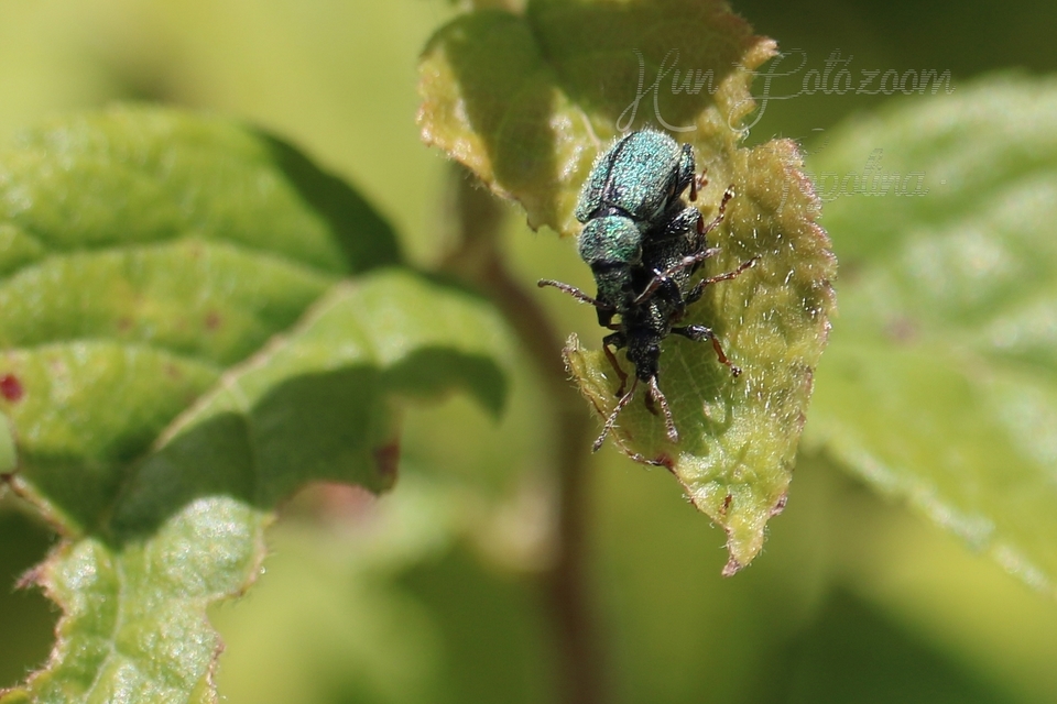 Phyllobius betulinus - változékony levélormányos