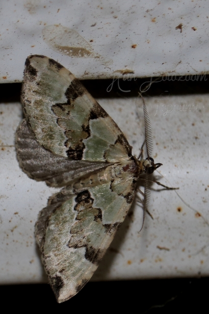 Colostygia pectinataria - zöld levélaraszoló