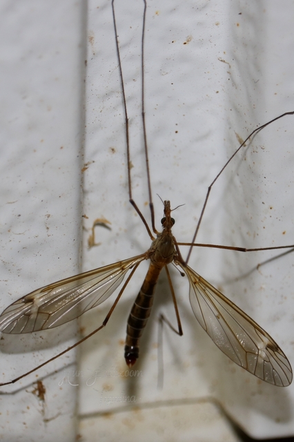 Tipula