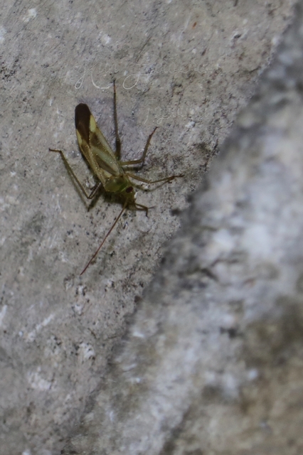 Adelphocoris lineolatus - lucernapoloska