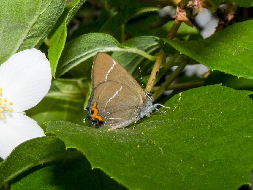Satyrium w-album - szilfa-csücsköslepke