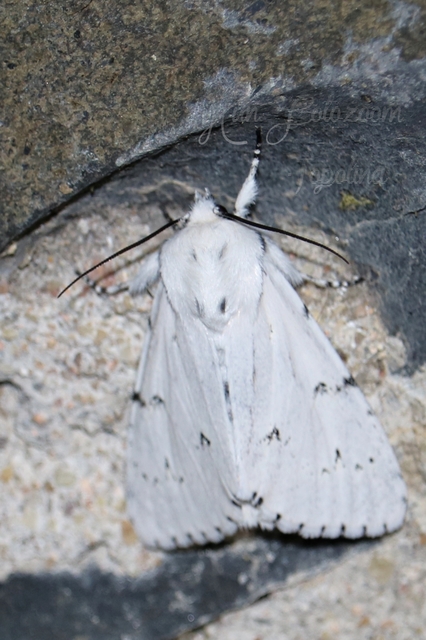 Acronicta leporina - fehér szigonyosbagoly