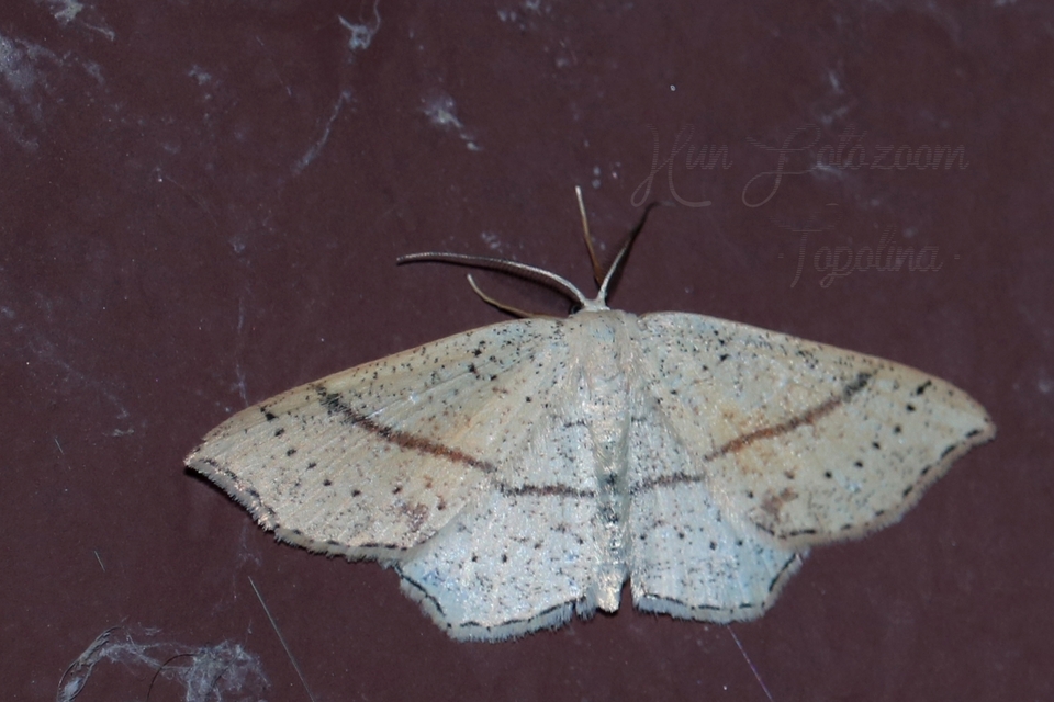 Cyclophora punctaria - sávos pettyesaraszoló