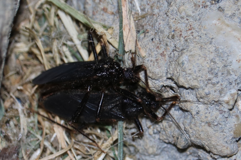 Reduvius personatus - szemetes zugpoloska