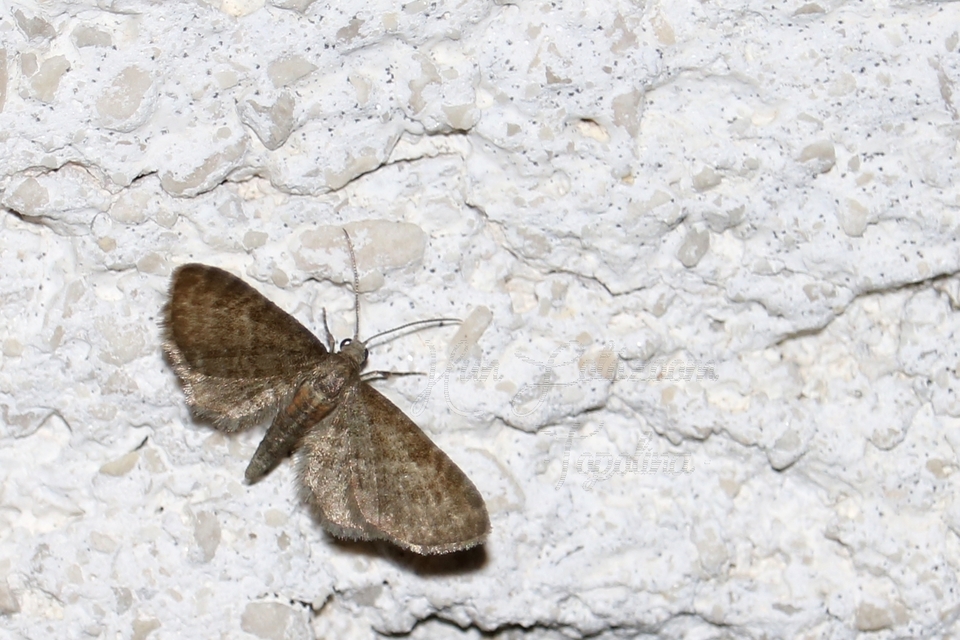 Eupithecia haworthiata - rozsdástestű törpearaszoló