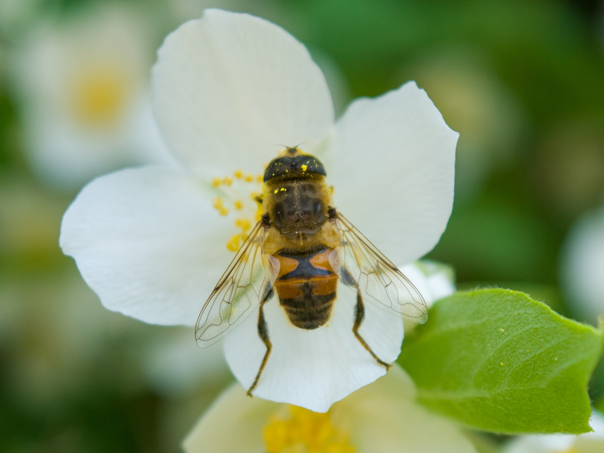 Eristalis tenax - közönséges herelégy