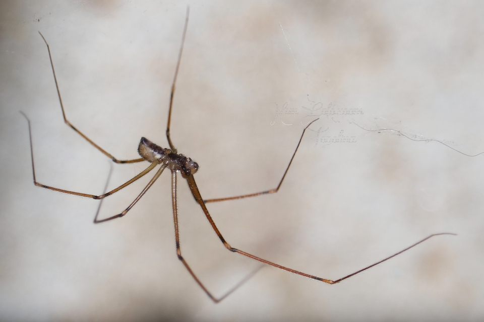Pholcus