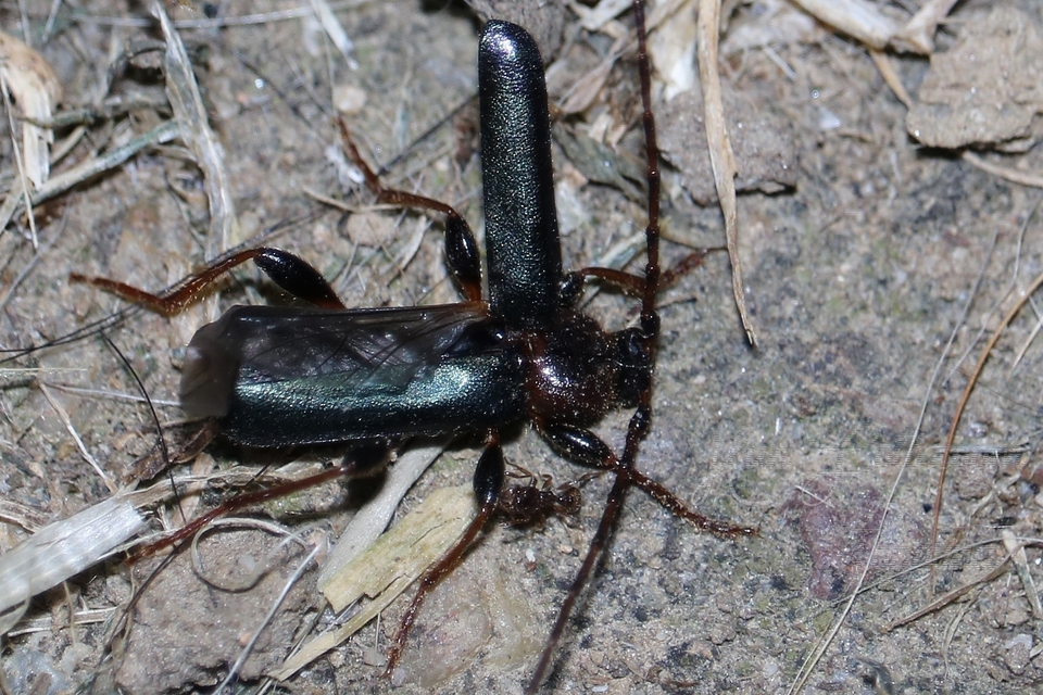 Phymatodes testaceus - változékony korongcincér