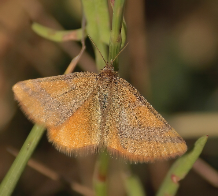 Lythria cruentaria - bíborcsíkos araszoló