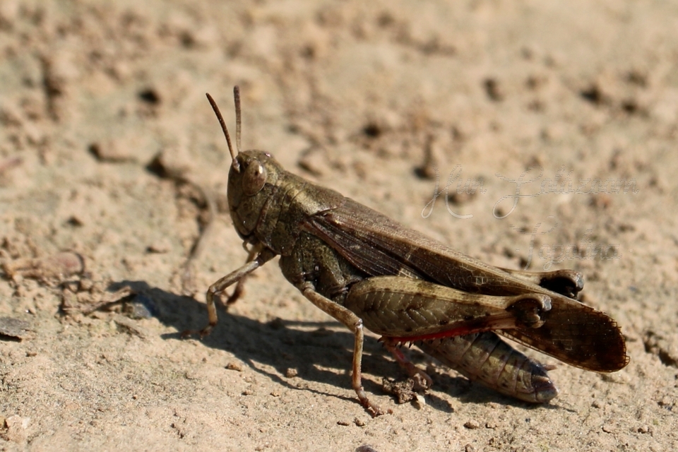 Aiolopus strepens - déli áttelelősáska