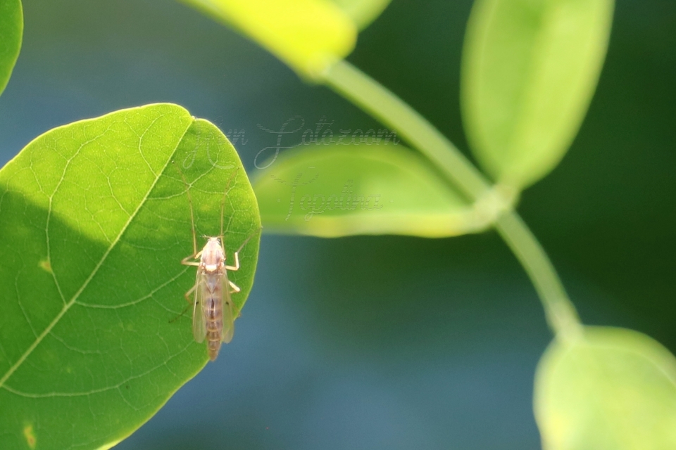 Chironomidae - árvaszúnyogok