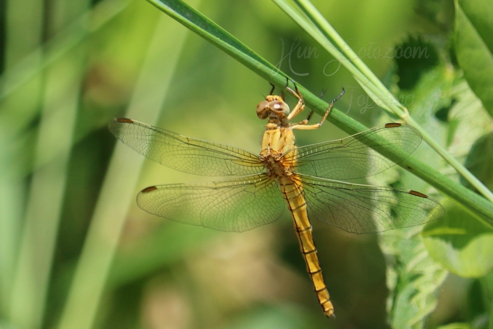 Orthetrum coerulescens - karcsú pásztorszitakötő