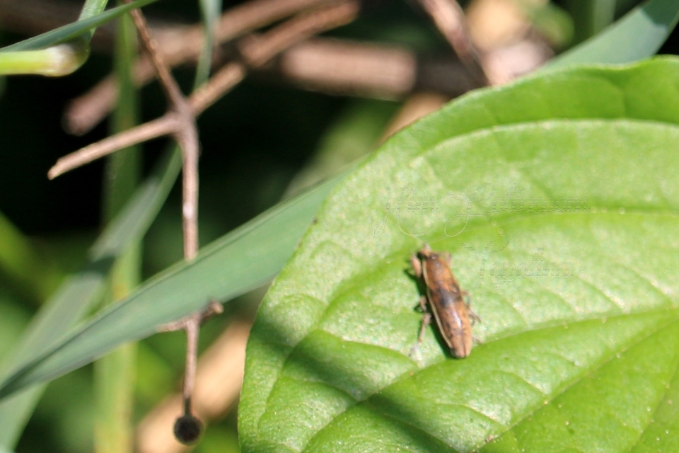 Lixus ochraceus - retek-dudvabarkó