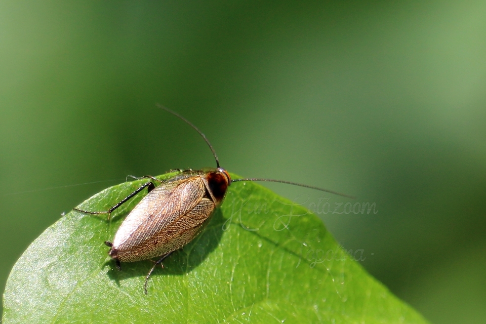 Ectobius erythronotus - sárgatorú erdeicsótány