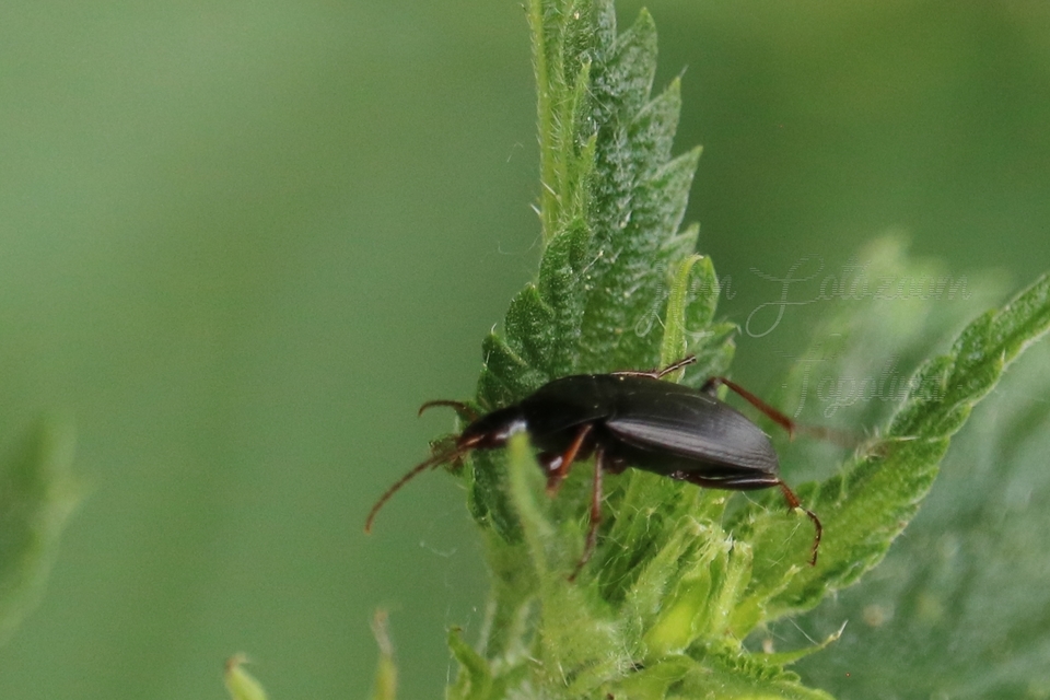 Calathus fuscipes - sokpontos tarfutó