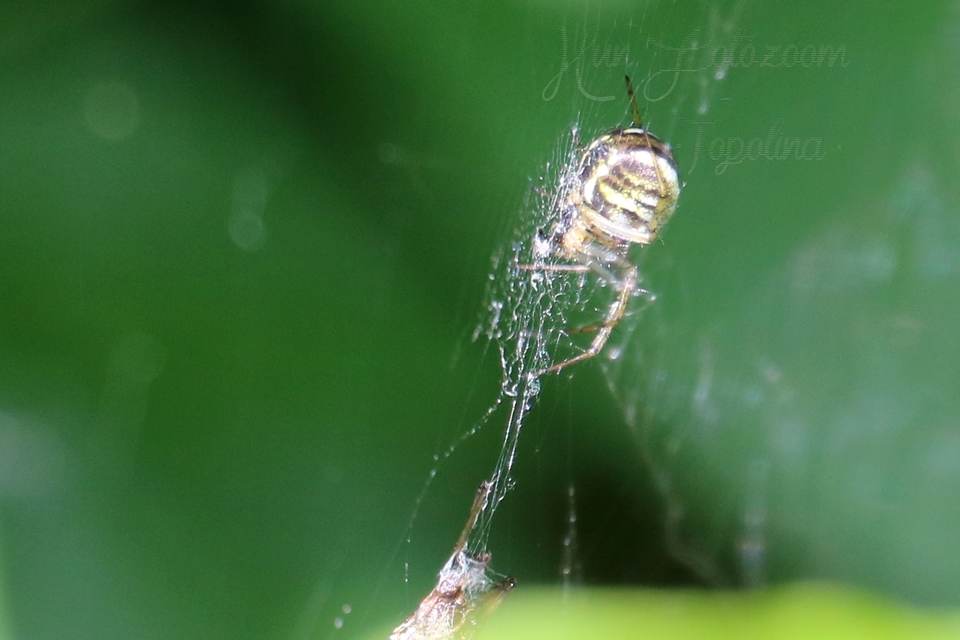Mangora acalypha - réti keresztespók