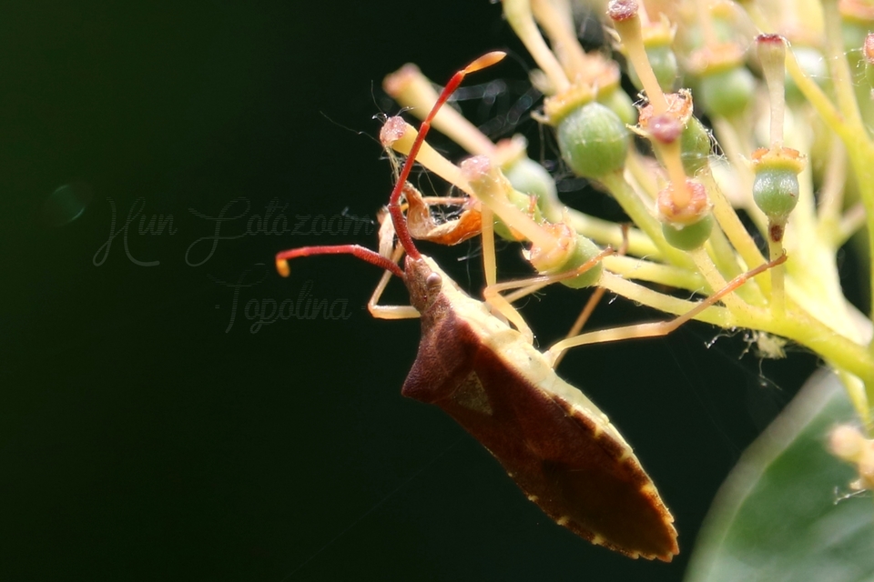 Gonocerus acuteangulatus - aranypetés karimáspoloska