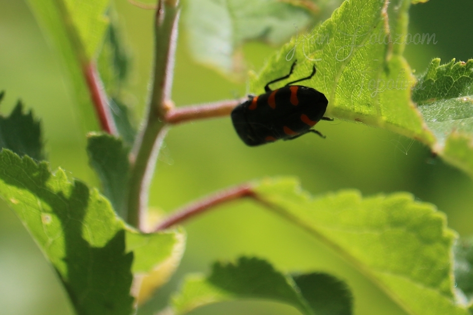 Ptosima undecimmaculata - sárgafoltos díszbogár