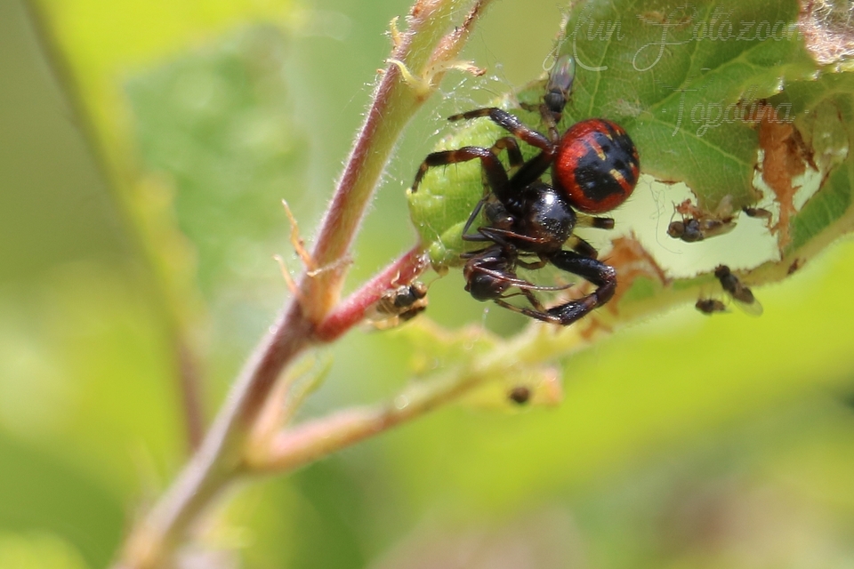Synema globosum - fekete-sárga karolópók