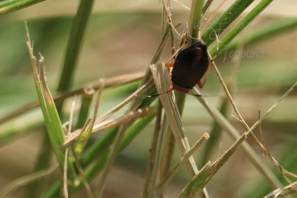 Capsus ater - fekete mezeipoloska