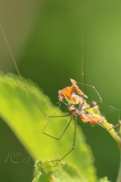 Pholcus opilionoides - kis álkaszáspók