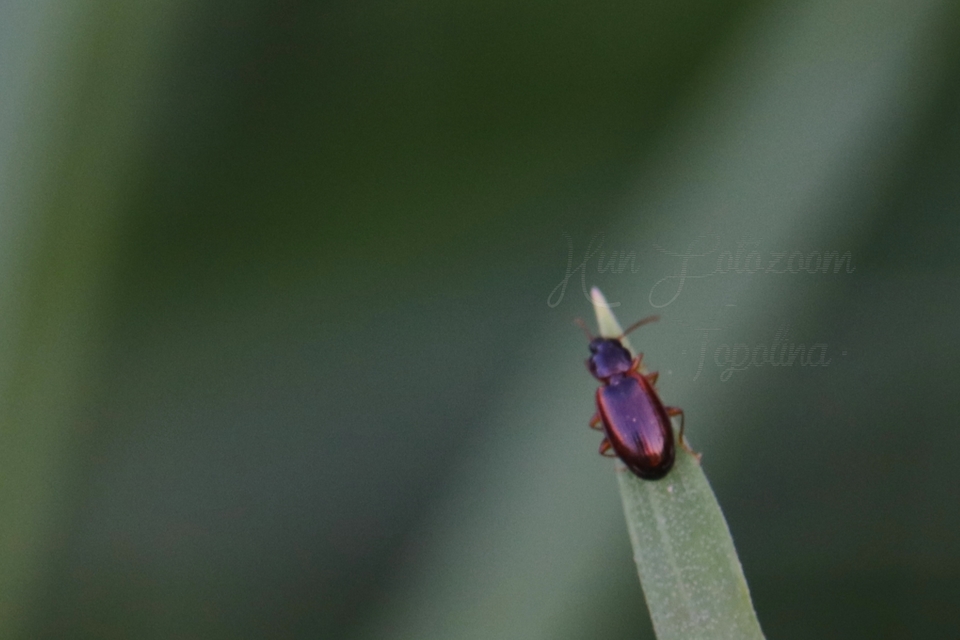 Trechus quadristriatus - közönséges fürgefutonc