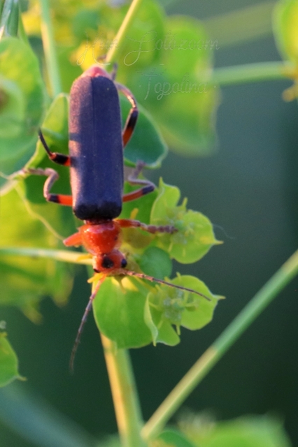 Cantharis livida - mezei lágybogár