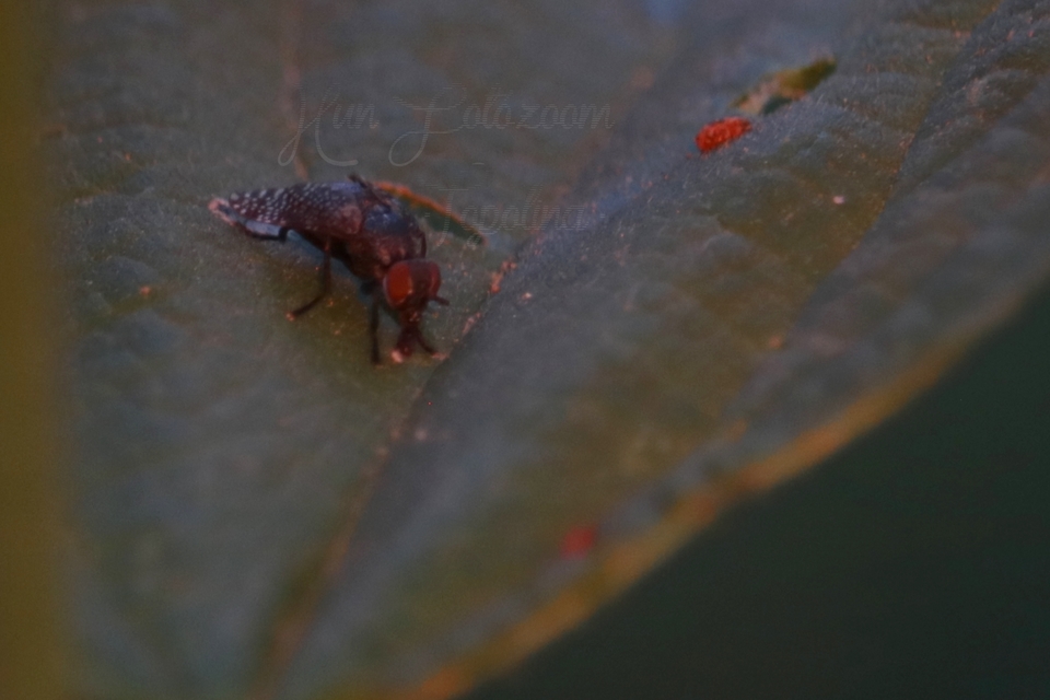 Platystoma seminationis