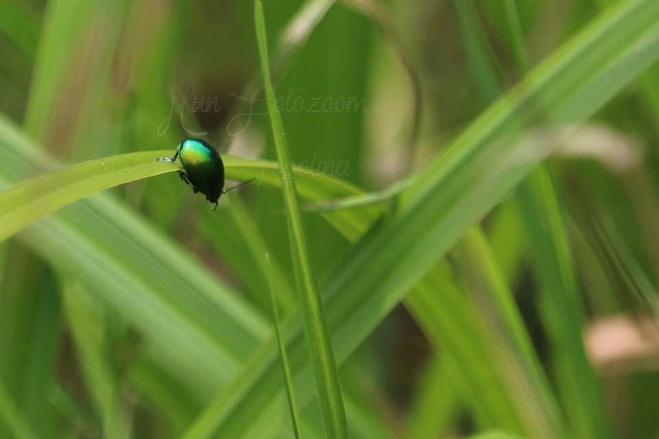 Chrysolina herbacea - zöld mentalevelész