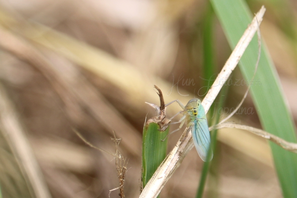 Cicadella viridis - méregzöld kabóca