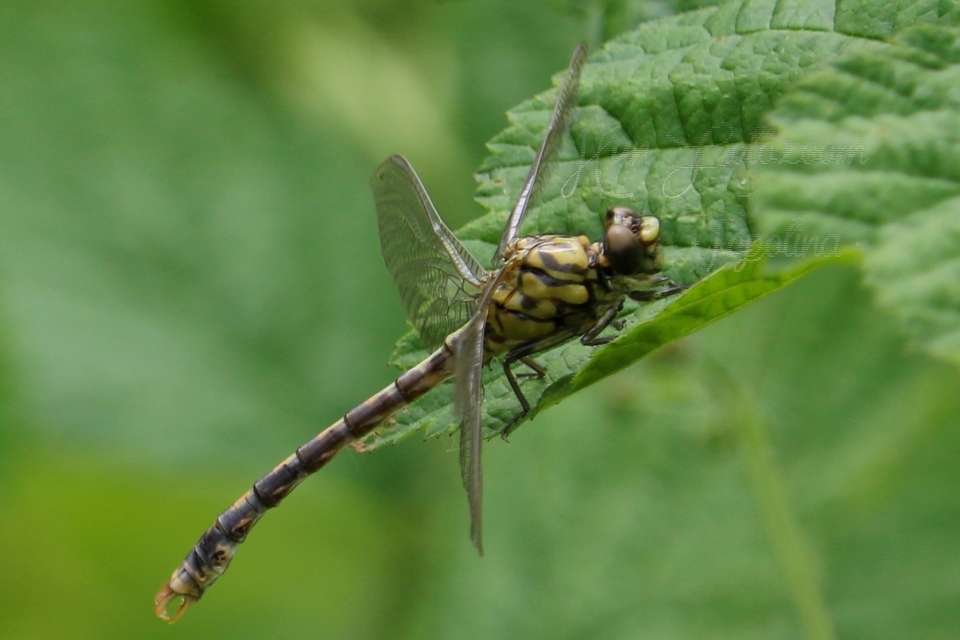 Onychogomphus forcipatus - gyűrűs folyami-szitakötő