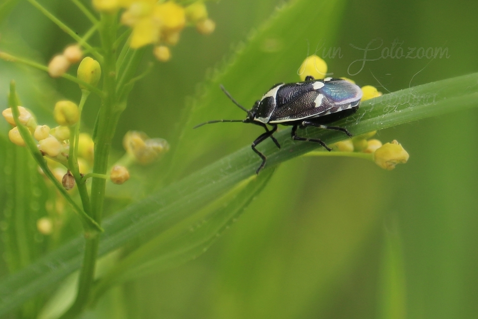 Eurydema oleracea - paréjpoloska Eurydema oleracea - paréjpoloska