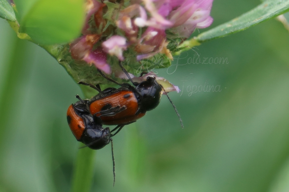 Cryptocephalus bipunctatus - kétpettyes zömökbogár