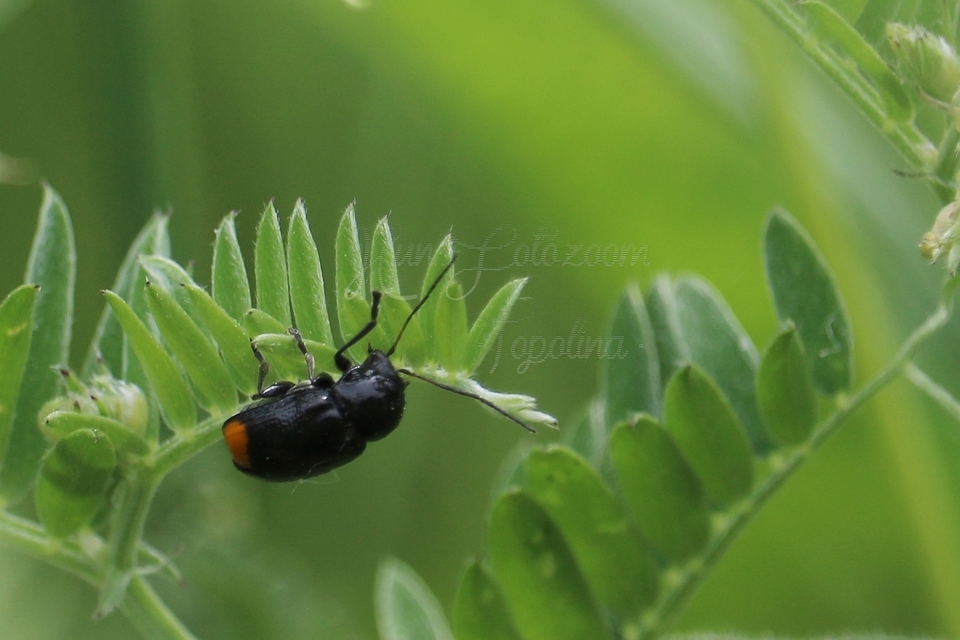 Cryptocephalus biguttatus
