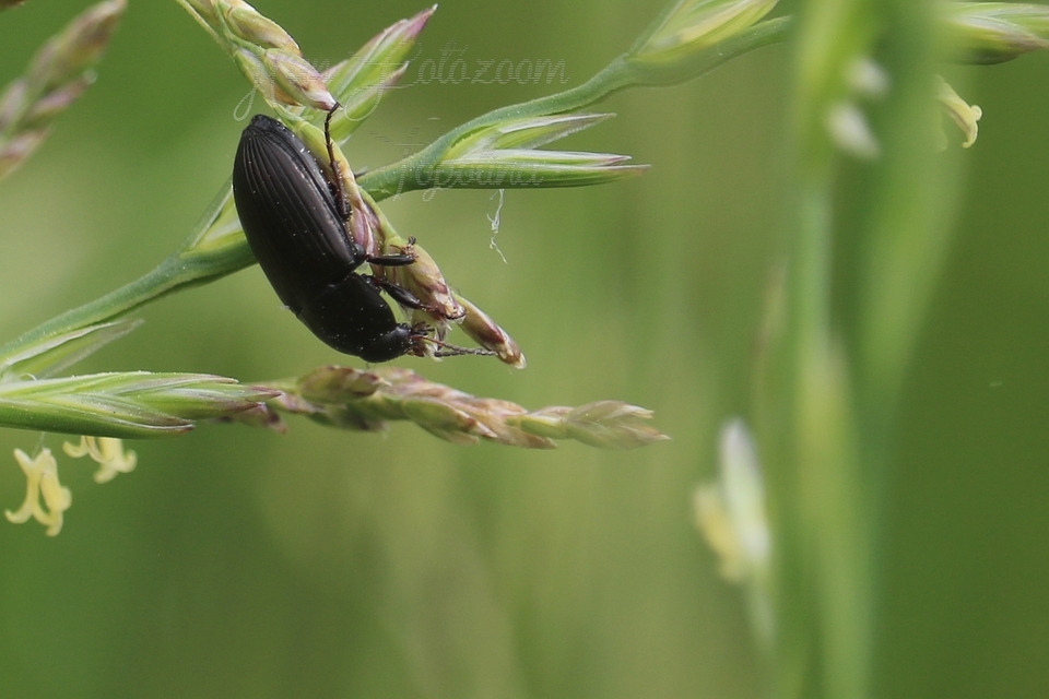 Amara similata - gyakori közfutó Amara similata - gyakori közfutó