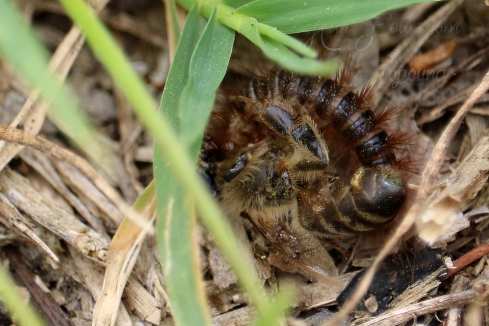 Dermestes