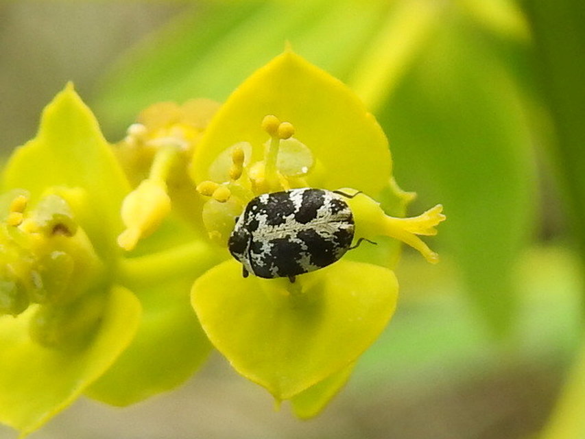 Anthrenus scrophulariae - nagy múzeumbogár