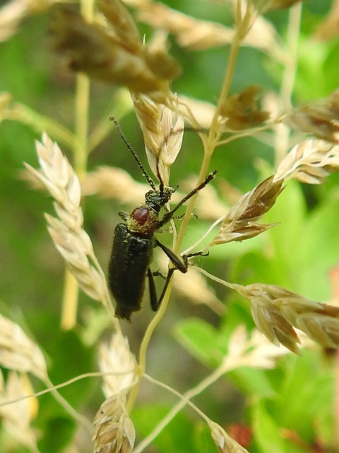 Dinoptera collaris - vörösnyakú virágcincér
