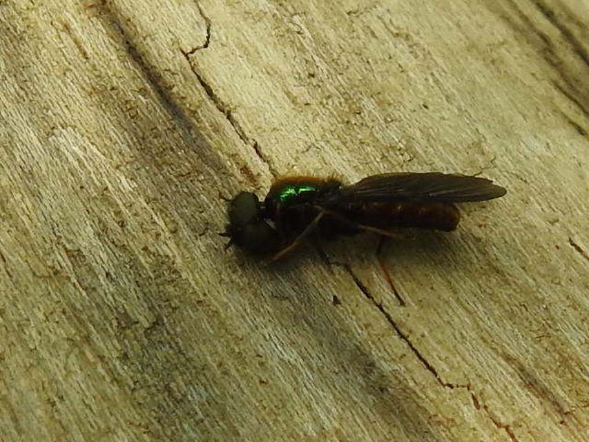 Chloromyia formosa - közönséges fémeslégy