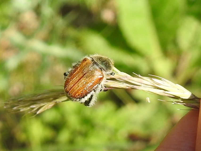 Chaetopteroplia segetum - rozsszipoly