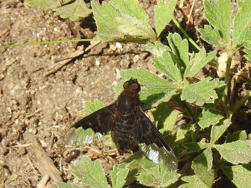 Hemipenthes morio - közönséges gyászlégy