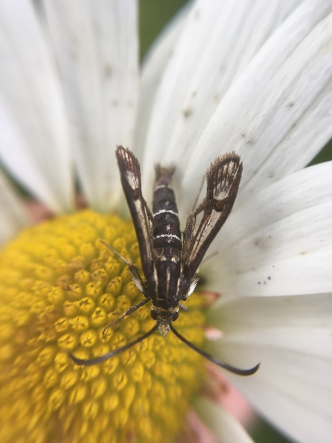 Sesiidae - szitkárfélék