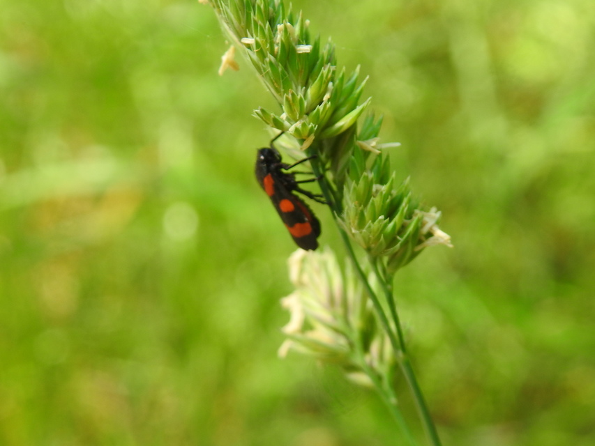 Cercopis