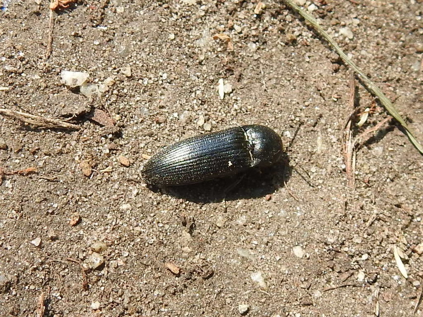 Melanotus