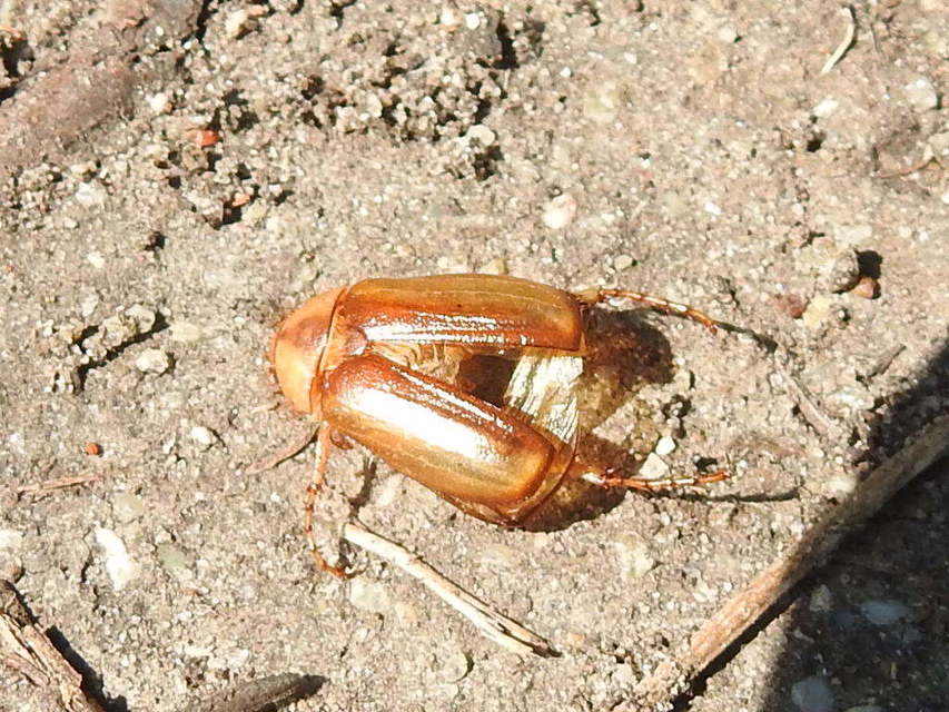 Rhizotrogus aestivus - tavaszvégi cserebogár