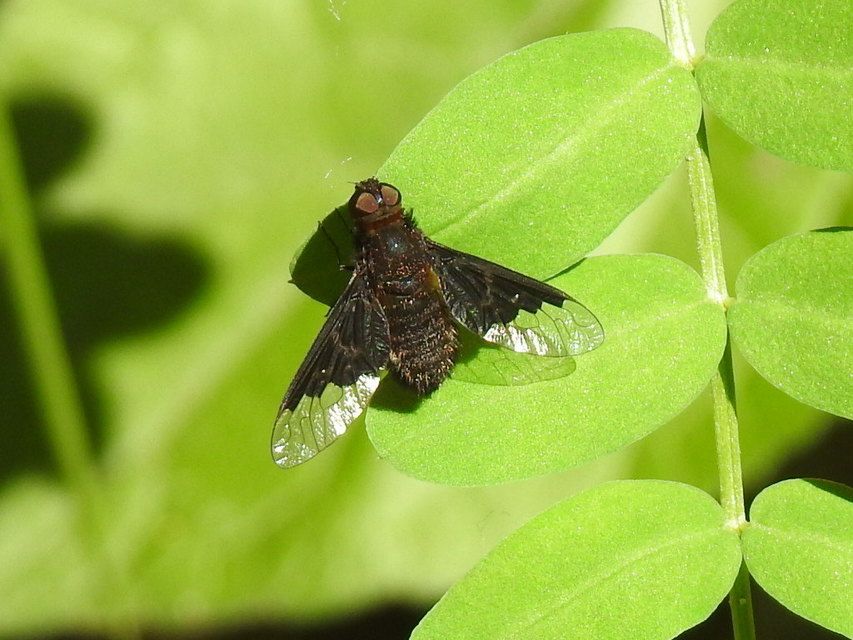 Hemipenthes morio - közönséges gyászlégy
