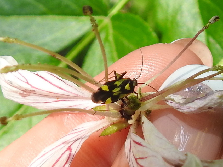 Grypocoris sexguttatus - hatpettyes díszpoloska Grypocoris sexguttatus - hatpettyes díszpoloska