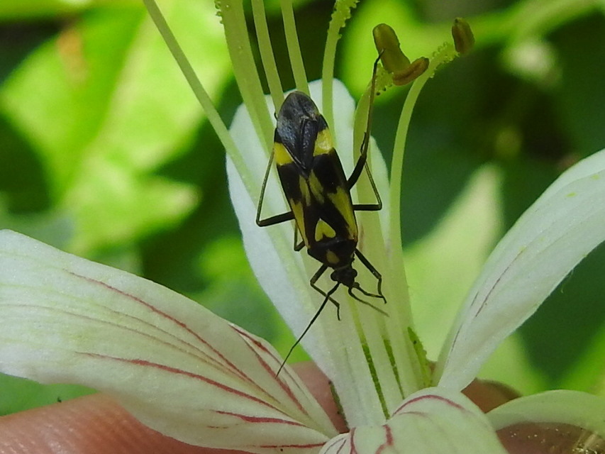 Grypocoris sexguttatus - hatpettyes díszpoloska Grypocoris sexguttatus - hatpettyes díszpoloska