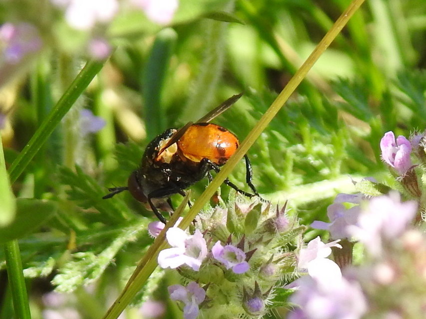 Gymnosoma